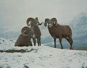 Rocky Mountain Bighorn Rams